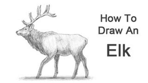 Bull Elk Drawing