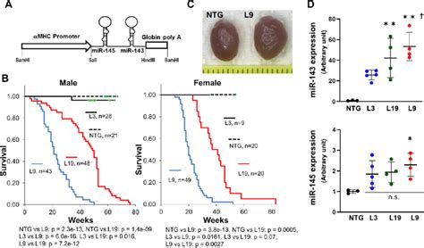 Establishment of αMHC miR 143 145TG mice a Structure of the injected