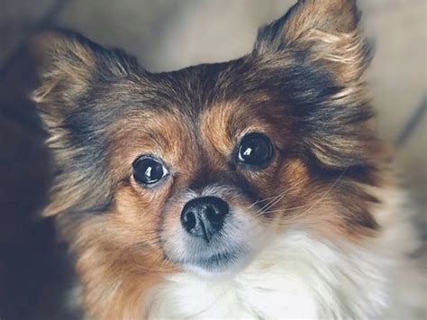 35 Perfect Pomeranian Mixes For All Pom Lovers Mix Guide