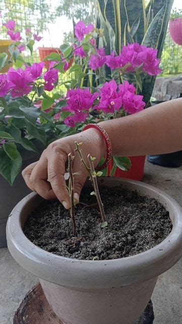 How To Propagate Bougainvillea 12 Steps With Pictures Artofit