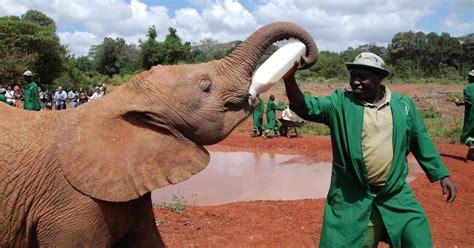 Parco Di Nairobi David Sheldrick Girraffe Center Tour Di Un Giorno