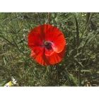 Corn Poppy Seeds Papaver Rhoeas From Wildflowers Uk