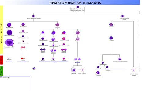 Qual A Defini O Do Processo De Hematopoiese Librain