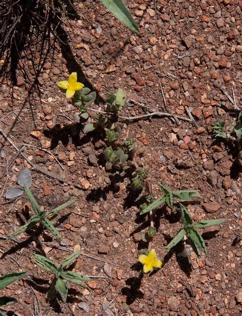 Flora Of Zimbabwe Individual Record No Portulaca Quadrifida