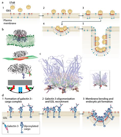 Toxins Free Full Text Shiga ToxinA Model For Glycolipid Dependent