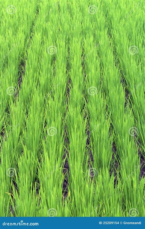 Green Paddy Field Stock Photo Image Of Ripe Growth 25209154