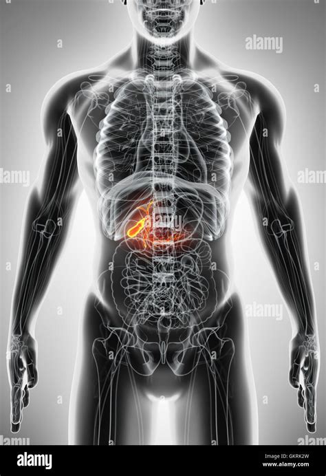 Ilustración 3D masculino de la vesícula biliar el concepto médico de