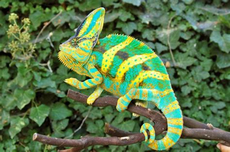 How Can The Chameleon Change Its Color?