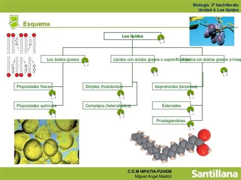 Ud4 Los Lípidos