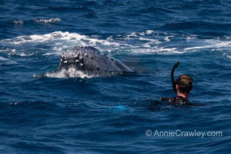 Swim With Humpback Whales In Tonga And Underwater Photographer Annie Crawley