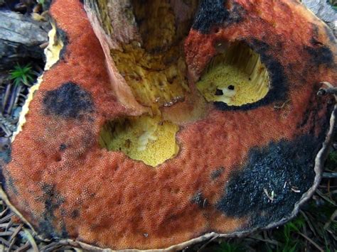 Scarletina Bolete