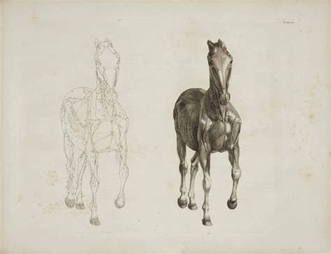 Stubbs George 1724 1806 The Anatomy Of The Horse London J