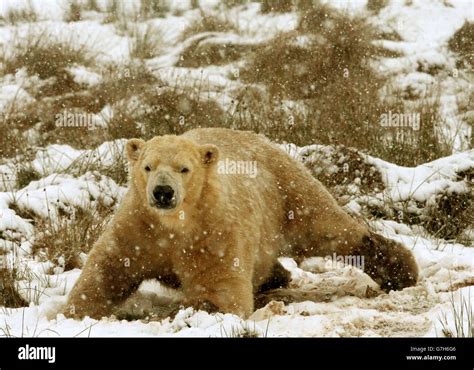 Polar Bears at Highland Wildlife Park Stock Photo - Alamy