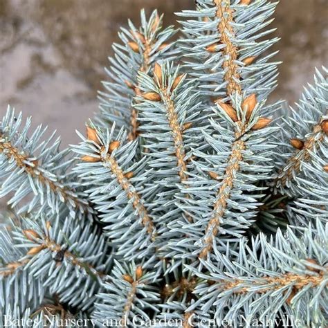 #10 Picea pun Globosa/ Dwarf Blue Spruce