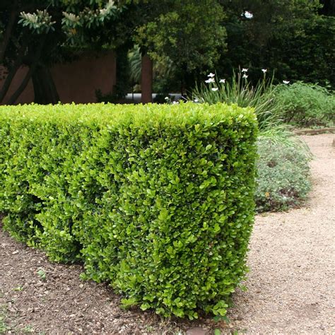 Evergreen Shrubs for Sale | PlantsExpress.com – Plants Express
