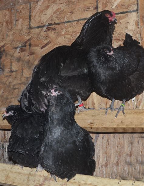 Black Ameraucana Flock Tarbox Hollow Poultry