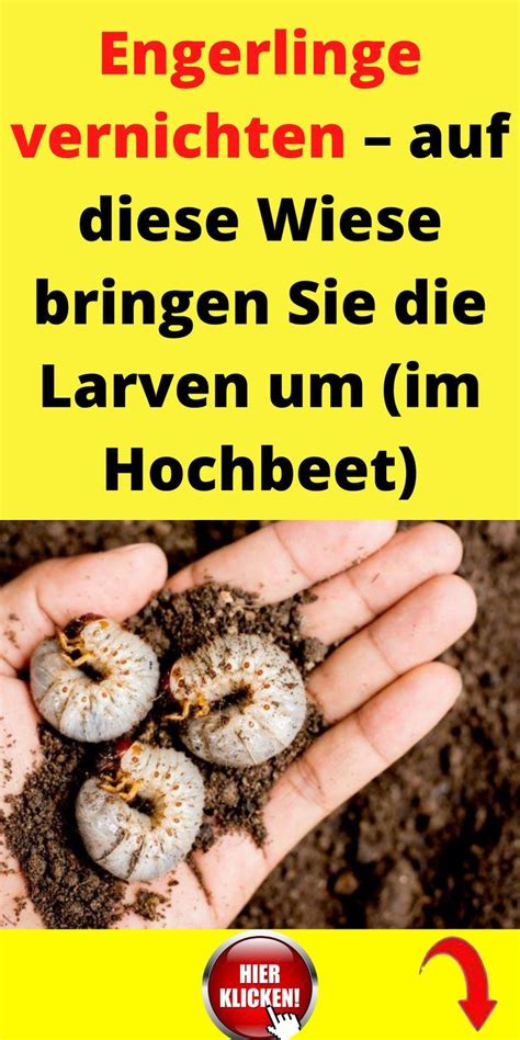 Engerlinge stellen Larven von Blatthornkäfern dar Zu dieser