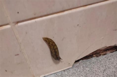 Cheapest Way To Get Rid Of Slugs In Your Home Using Cupboard Staple