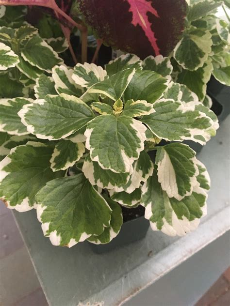 Variegated Swedish Ivy 3 pot | Etsy