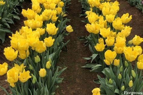 Tulip Flower Meaning And Symbolism Florgeous