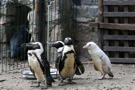 A Rare Albino Penguin Makes Its Debut At Zoo in Poland - Bloomberg