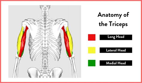 How To Get Bigger Triceps Step By Step Guide Fitbod