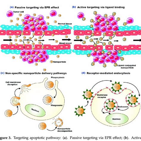 Targeting Apoptotic Pathway A Passive Targeting Via Epr Effect