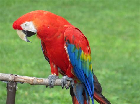 Scarlet macaw - ZooChat