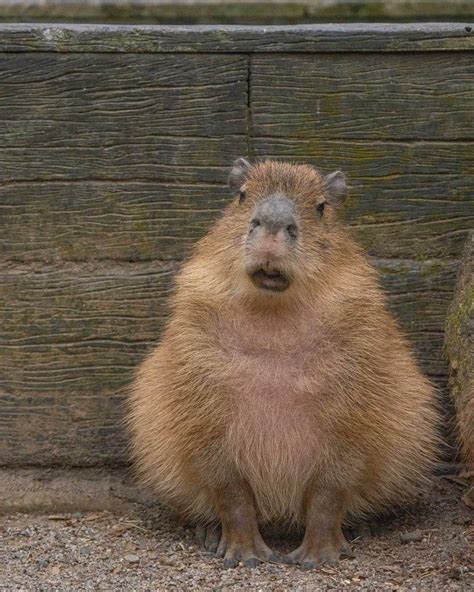 ["huh" sound effect] : r/capybara