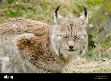 Lynx ears hi-res stock photography and images - Alamy