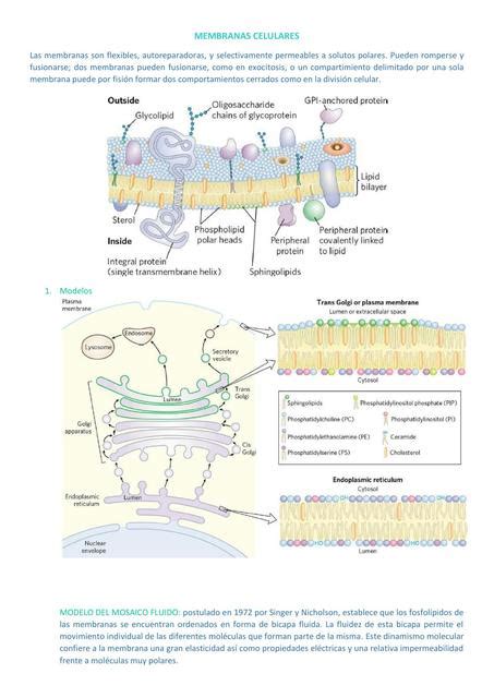 Membrana Celular Astrid Olivares UDocz
