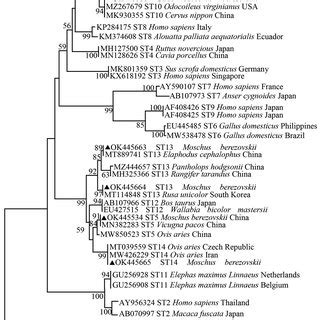 Partial Phylogenetic Relationships Among Nucleotide Sequences Of