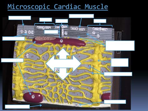 Microscopic Cardiac Muscle Diagram Quizlet