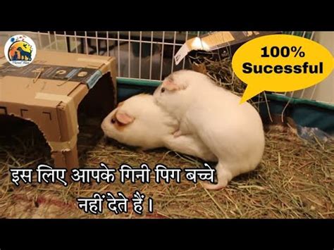 How To Breed Guinea Pig