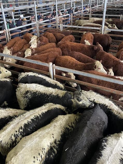 Cattle Prices Drop By 100c Kg Compared To Last Month At Mortlake The