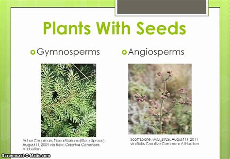 Classifying Plants Poster Hc1545255 Findel International Riset