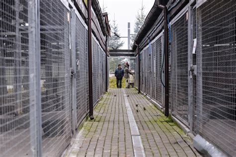 Gdańskie schronisko dla zwierząt Promyk będzie rozbudowane W planach