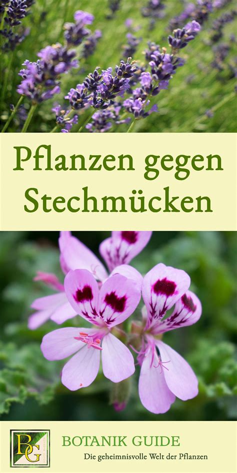 Gegen Mücken Im Garten Germany Garten