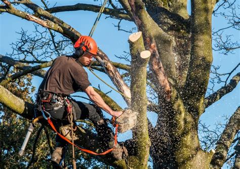 Tree Trimmer Insurance Insurance For Arborists