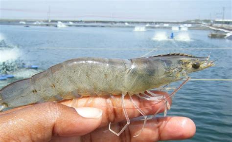 ATENCIÓN PESCADORES Anuncia Agricultura fechas y zonas de capturas de