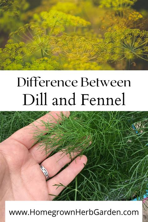 Dill Vs Fennel Growing And Cooking Vegetable Garden Planning