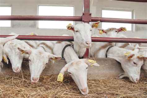 Goat Farming Advantages Information