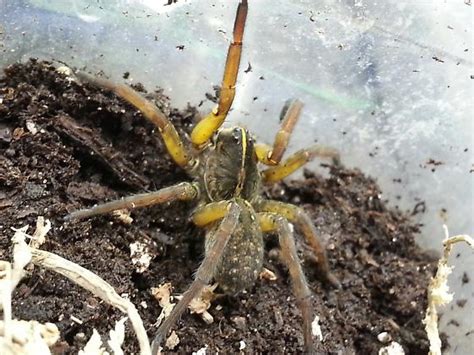 Possible Tigrosa Grandis Wolf Spider Tigrosa Grandis Bugguidenet