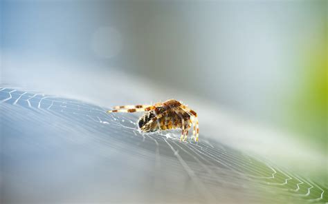 Wallpaper Water Nature Insect Blurred Bokeh Spider Leaf Flower