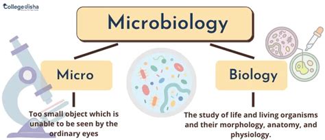 Microbiology Courses How To Become A Microbiologist Bsc