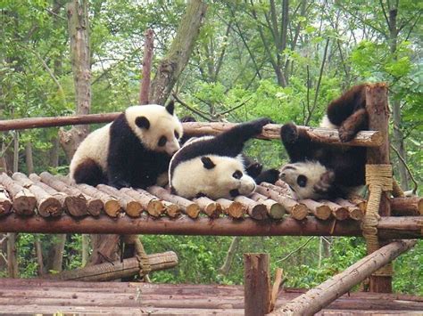 31 Facts About Pandas To Confirm Their Cuteness Bored Panda