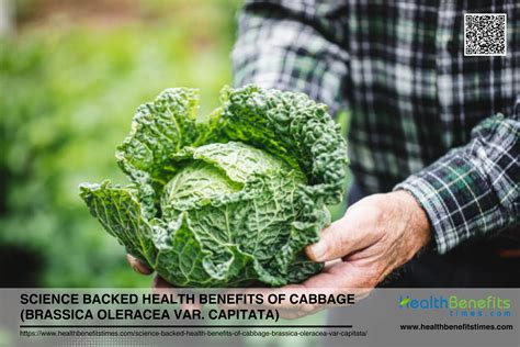 Science Backed Health Benefits Of Cabbage Brassica Oleracea Var Capitata