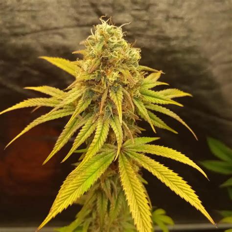 Grow Lava Cake Weed Strain Guide With Tips Bimburn Seeds