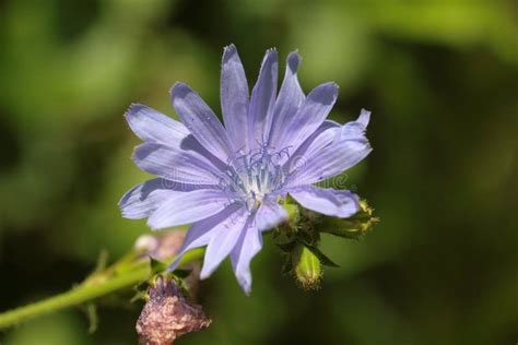 Common Chicory Cichorium Intybus Stock Image Image Of Intybus