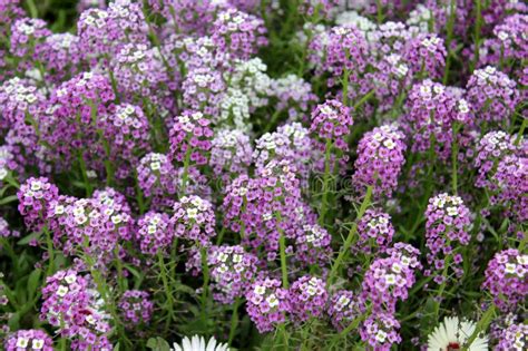 Royal Carpet Alyssum Joy Max Jard N